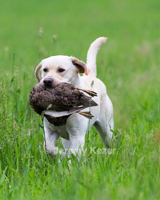 Goose