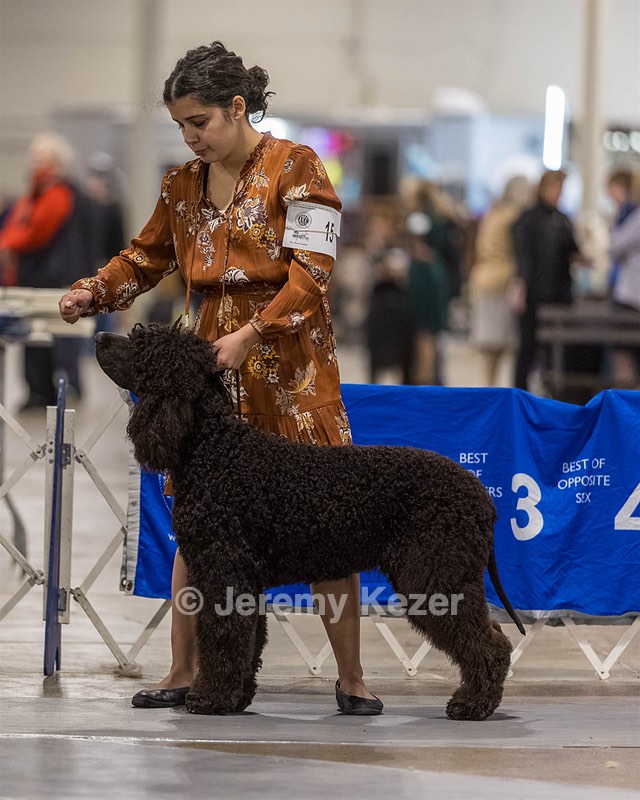 15 - CH POOLE'S IDE DARK KNIGHT (Oscar)