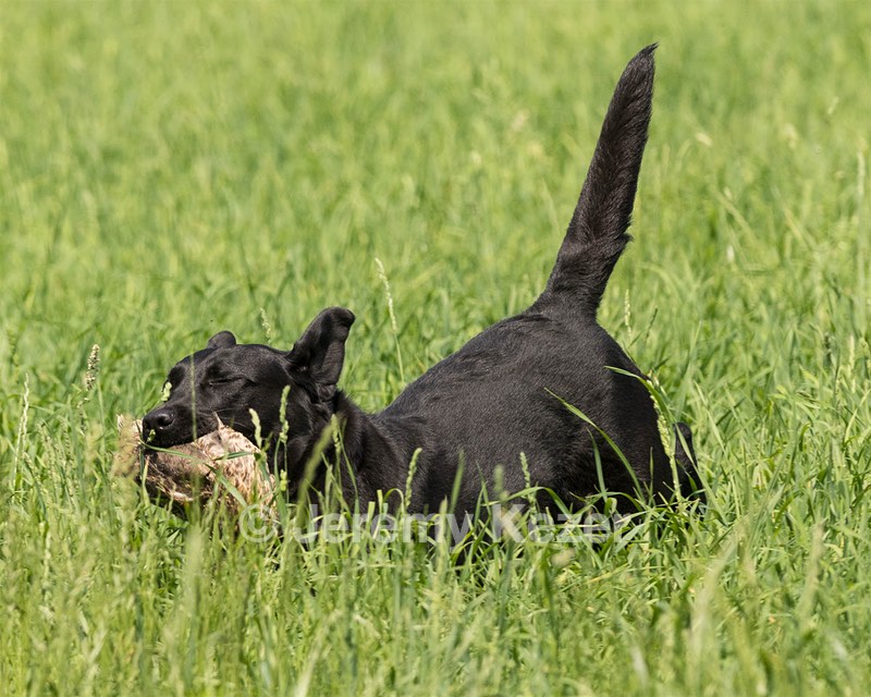 Pepper Ungar