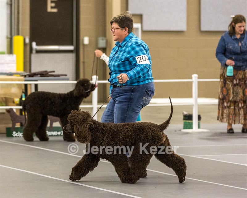 204 - CH Brekkon’s Brown Eyed Girl At Flintcrest DJ CGC TKN FTI