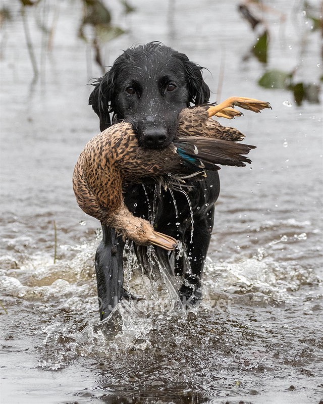 Splash Nettleton-Smilas