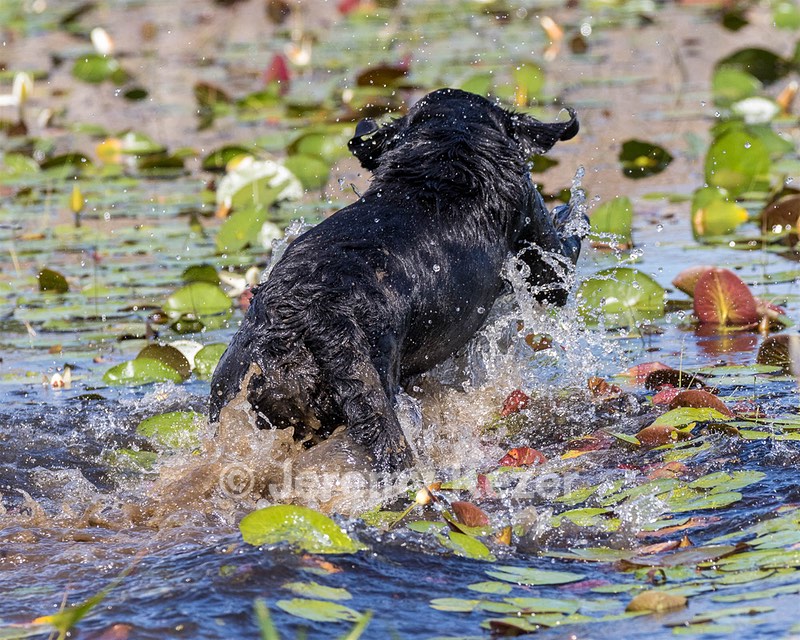 Nancy Freita's Dog