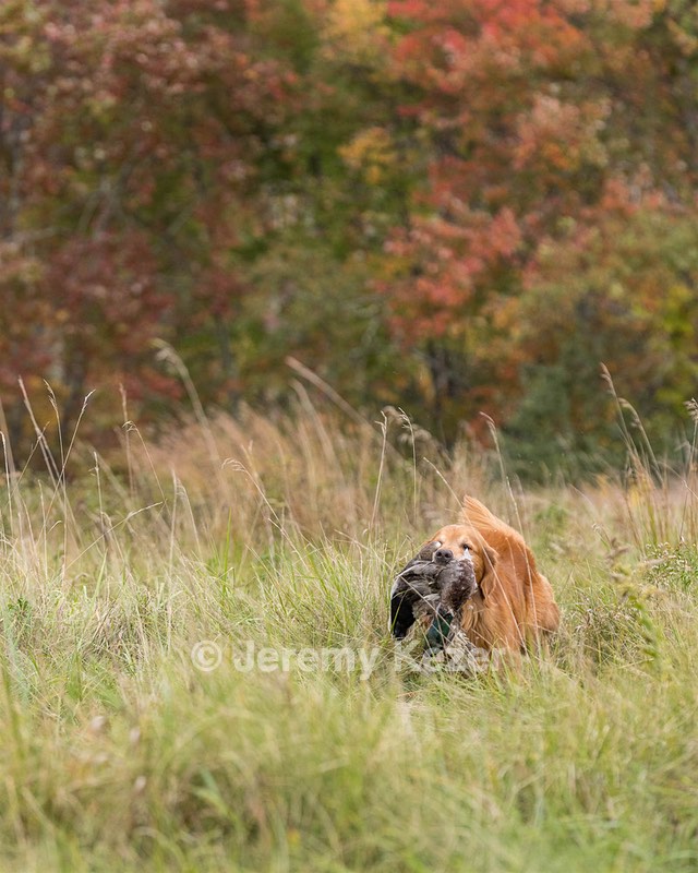 Tiger McCluer