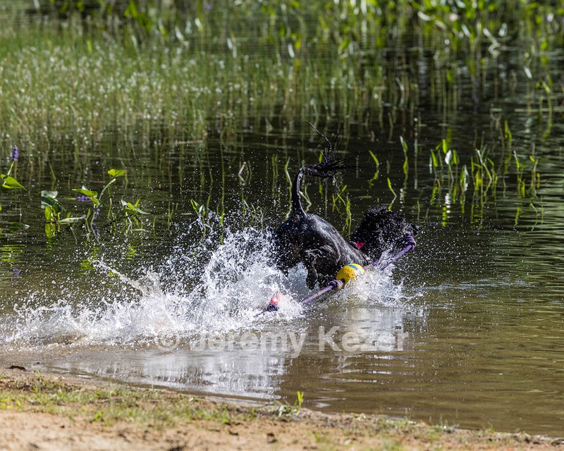 Epic Robin