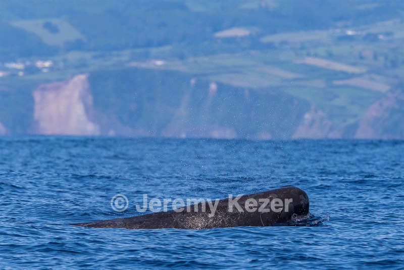 Sperm Whale