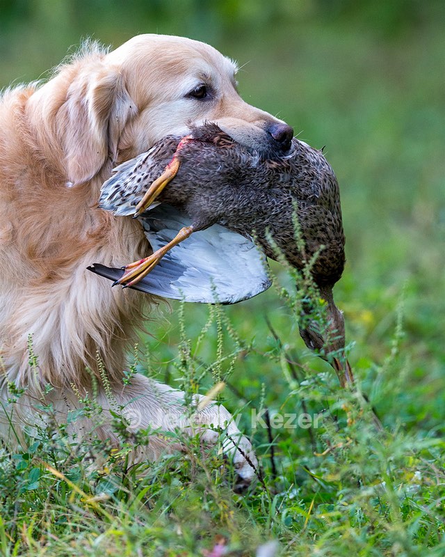 Ghillie Deresienska