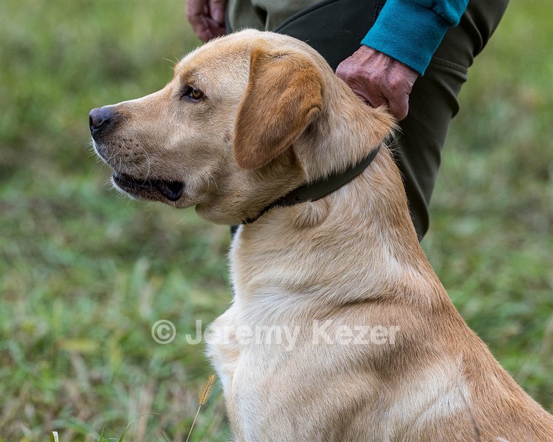 Dexter Foster