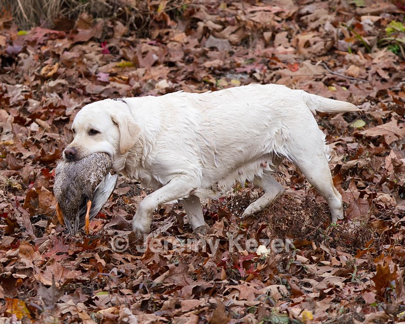 Taffy