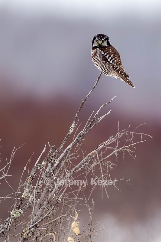 Northern Hawk Owl, Minnesota