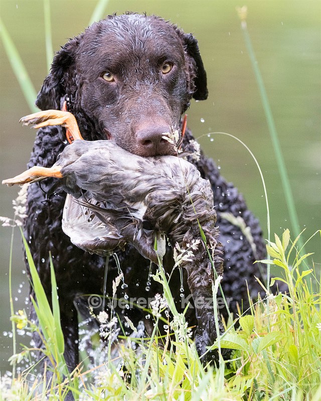 Lodi Donnelly