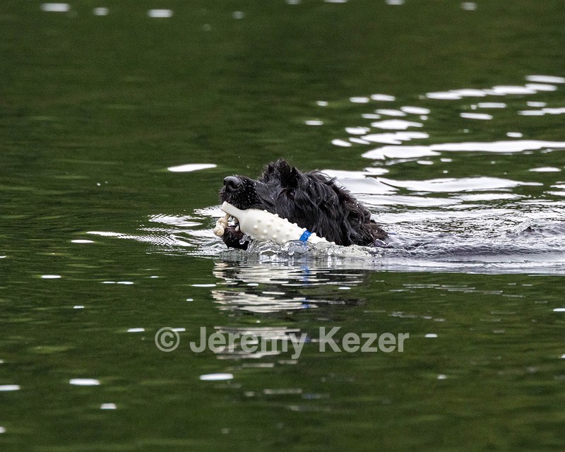 Boaty Bellicose