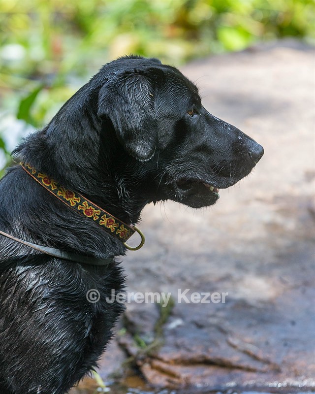 Mowgli