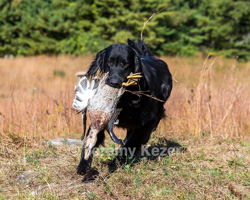 Ruger Bodine