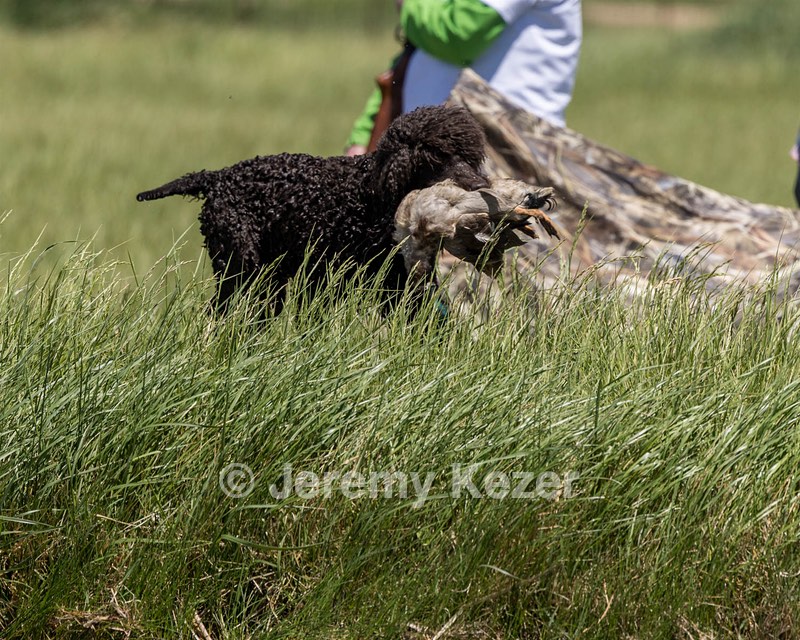 Ghillie