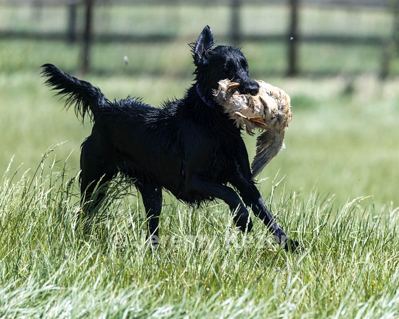 Kiri