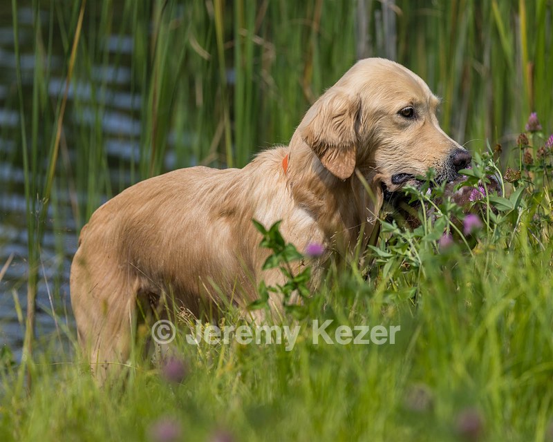 Meadow Houston