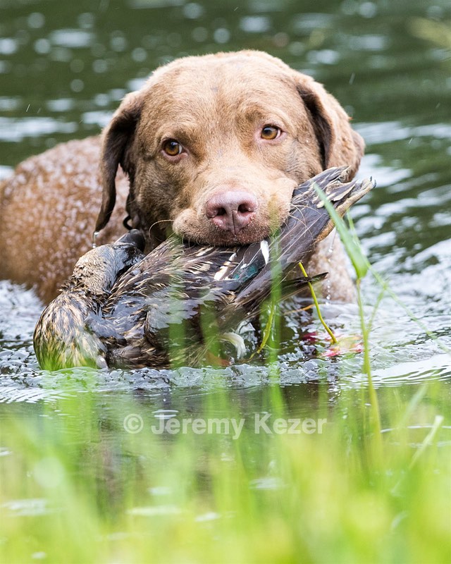 Hunter Law