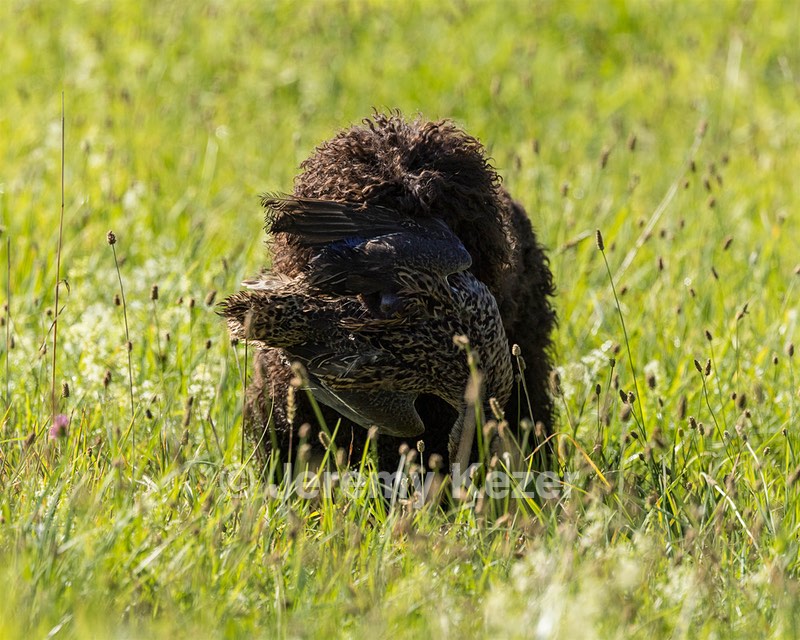 Ghillie Kezer