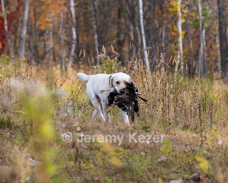 Grampian Happily Ever After RN JH CC WC (Henry)
