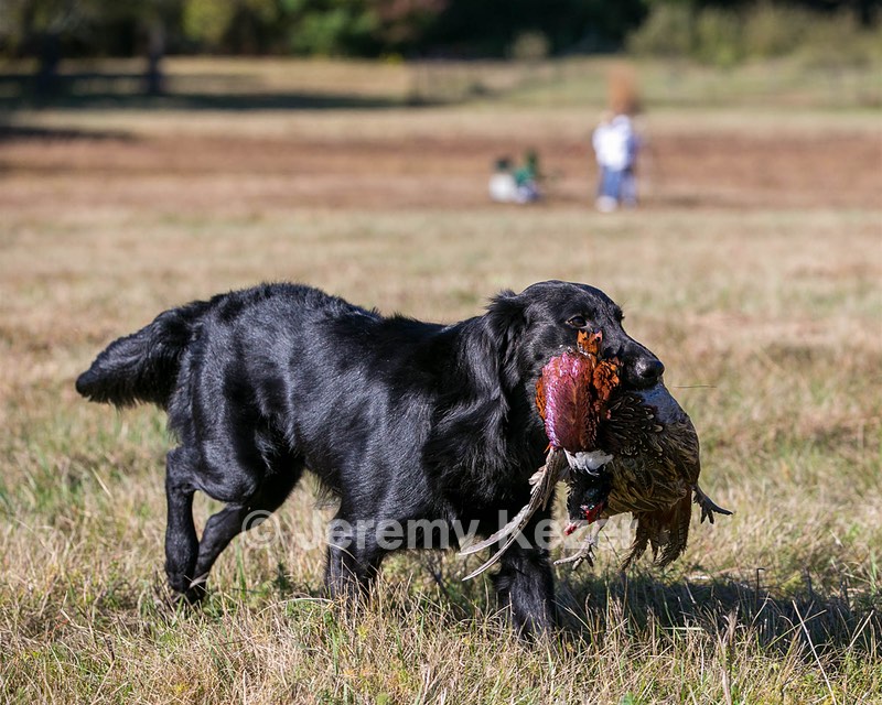 Hunter