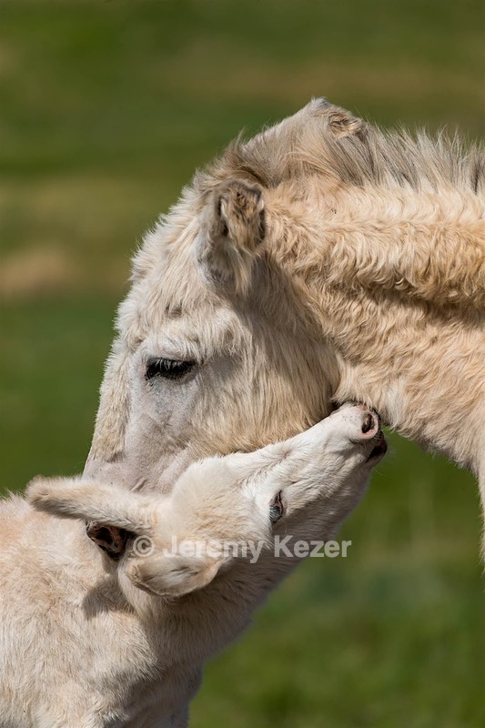 Burros, Custer State Park, South Dakota