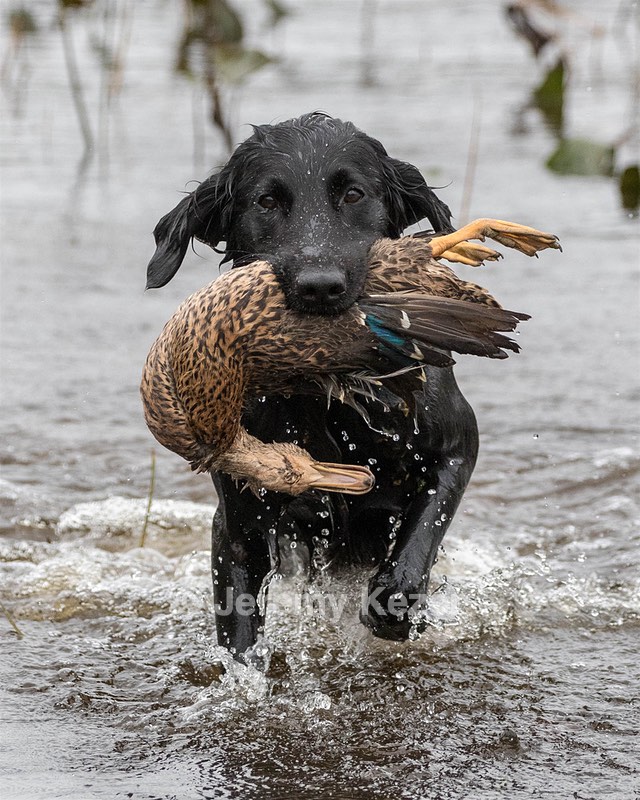 Splash Nettleton-Smilas