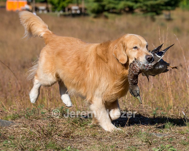 Opie McGee