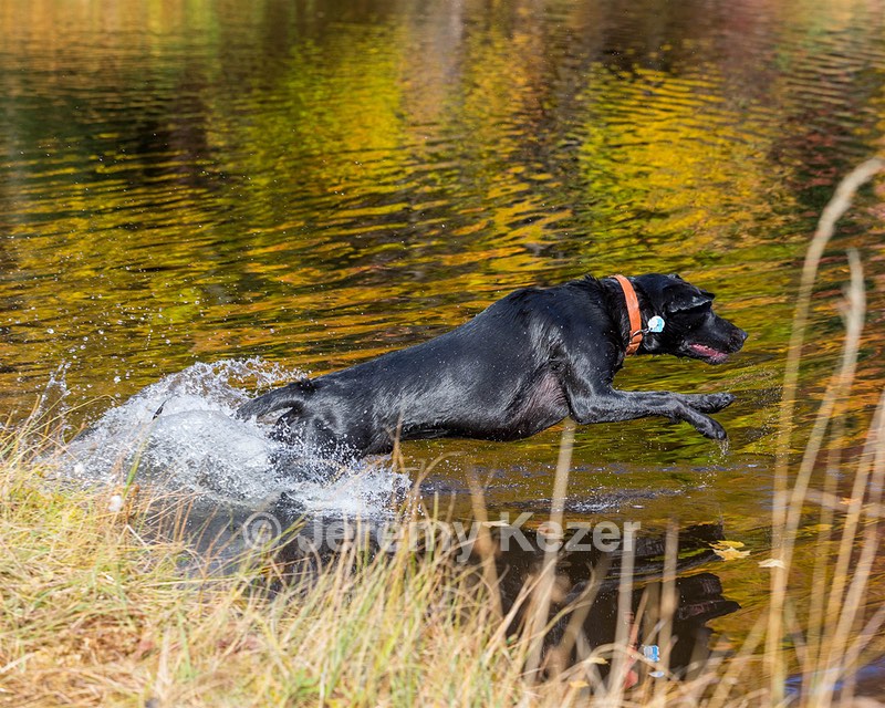 Iowa Pointing Labs Messinger's Kel (Kel)