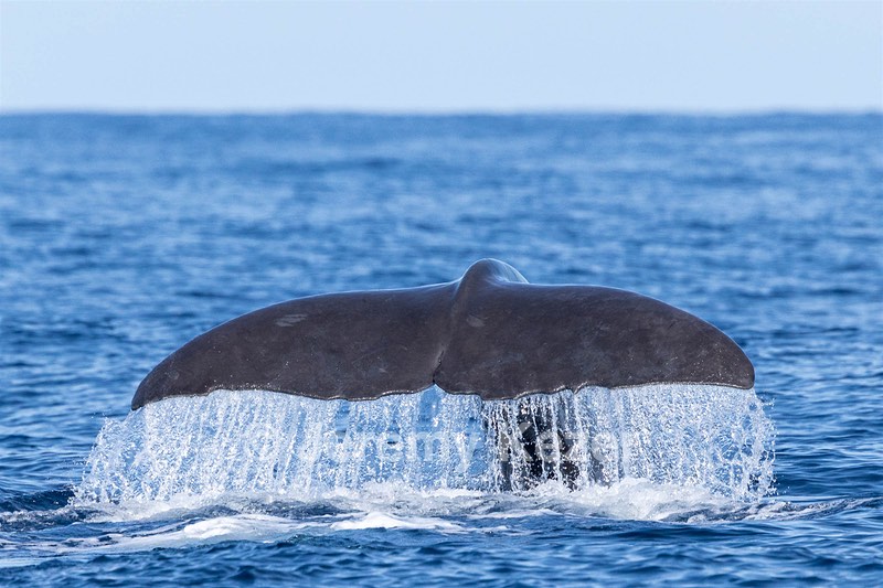 Sperm Whale