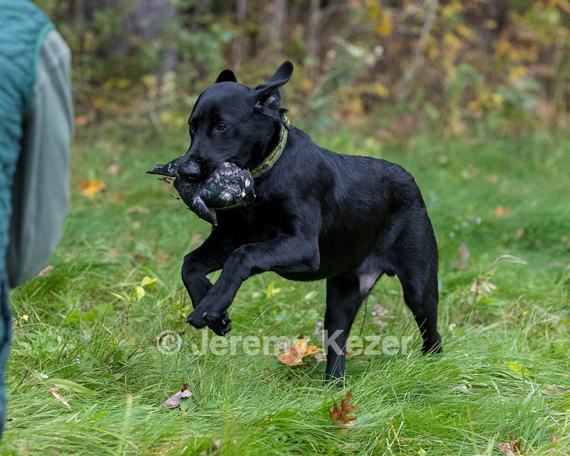 Watson