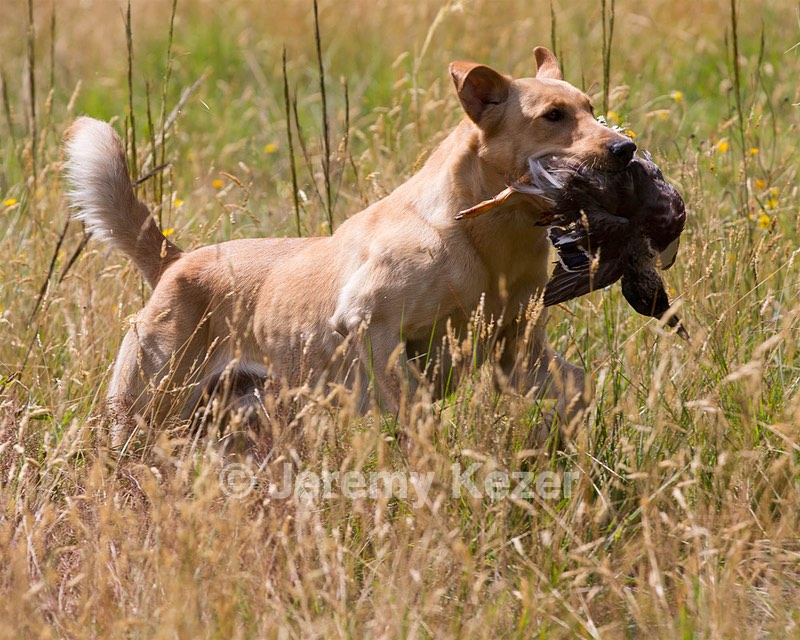 RUFF Millheim