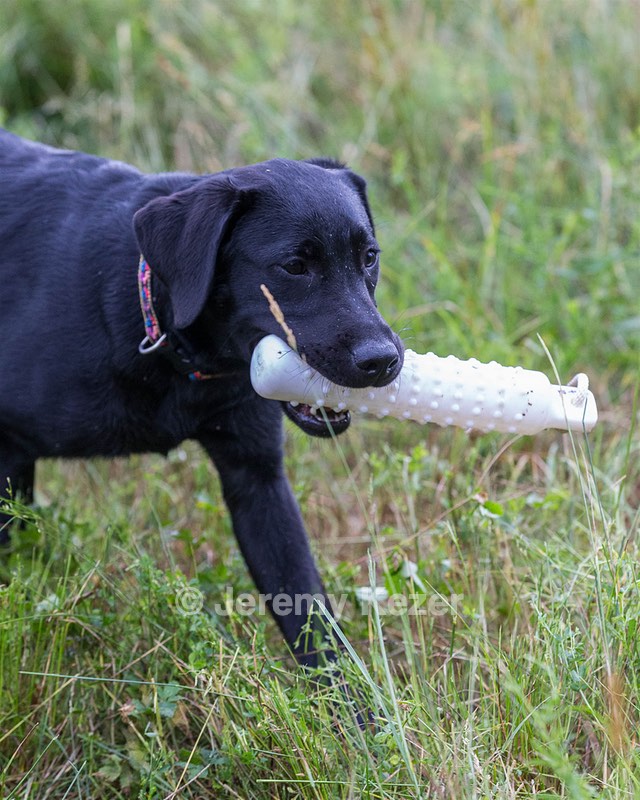 Josie