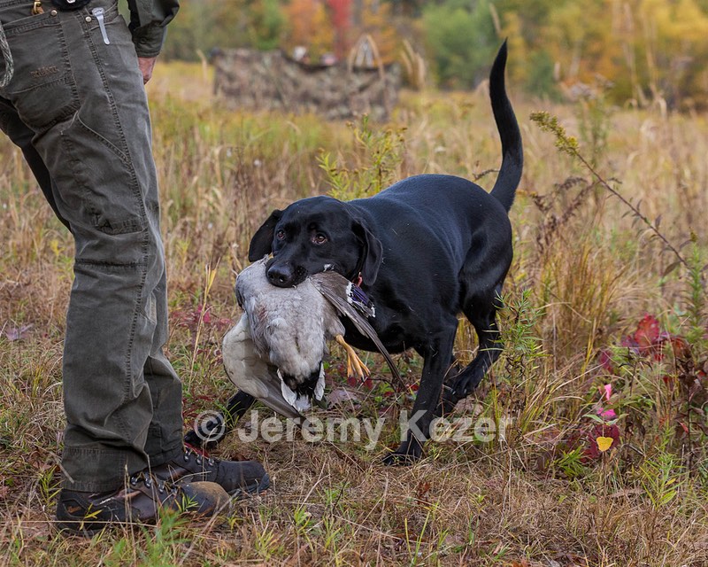 Iowa Pointing Labs Messinger's Kel (Kel)