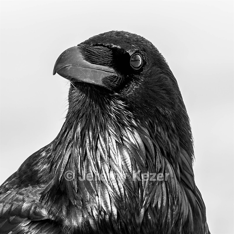 Raven, Yellowstone National Park