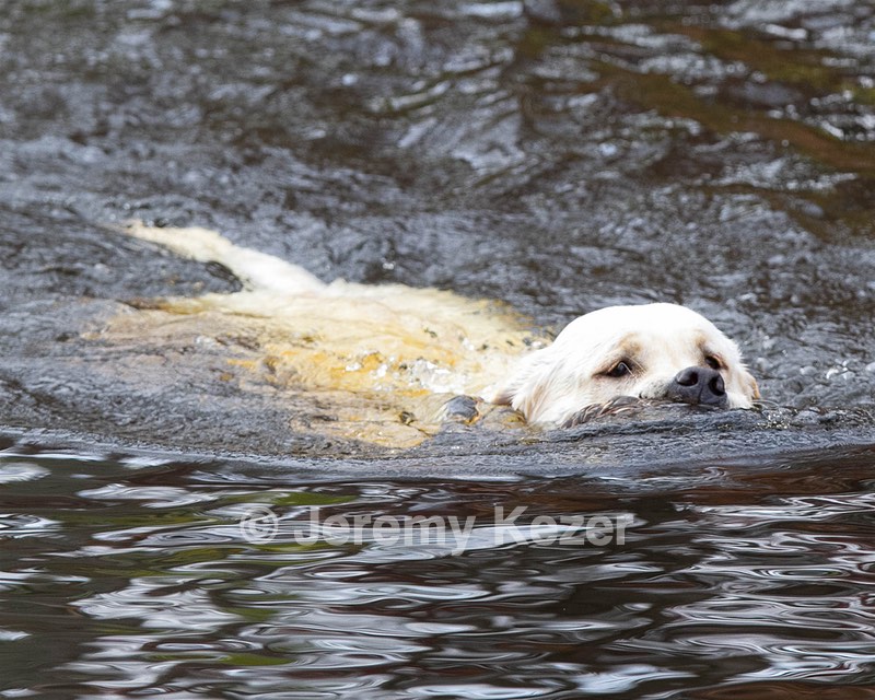 Dot