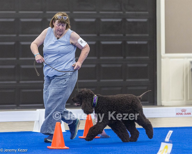 R15 - GCH CH LANDACRE'S NORDIC SAILOR DN CGC TKI