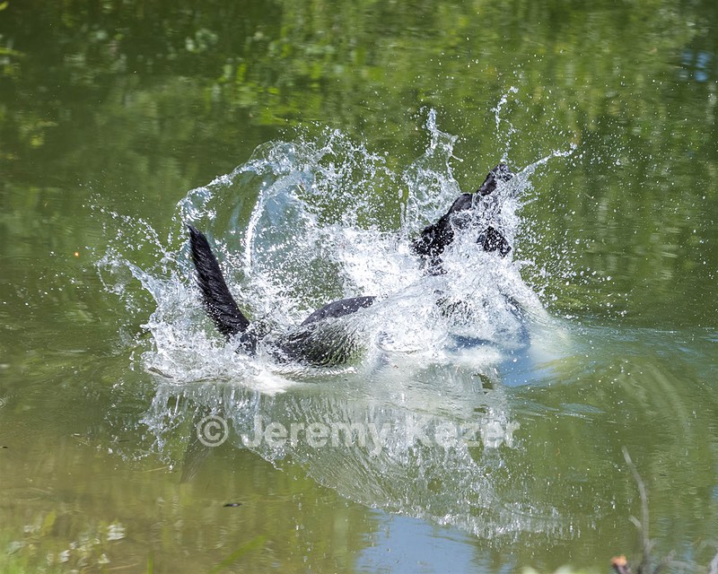 Otter Marro