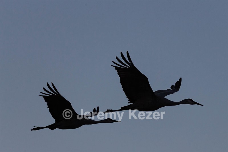 Sandhill Cranes, Bosque del Apache, New Mexico