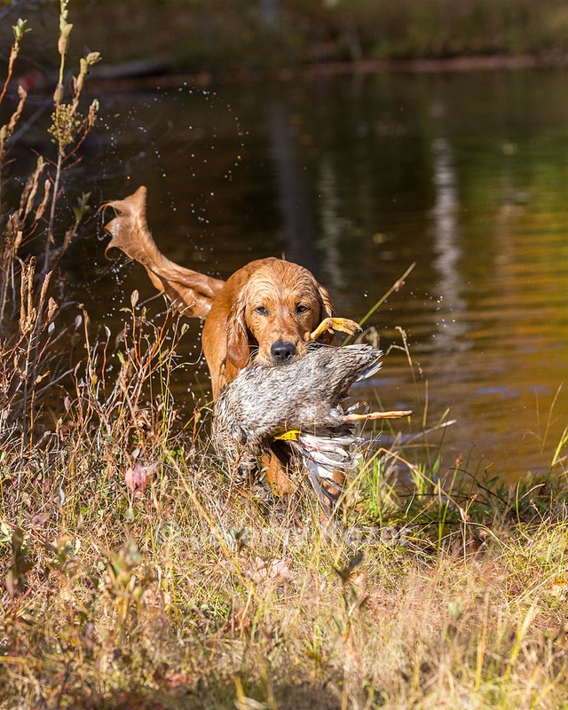 Marsha Wilcox's Pete