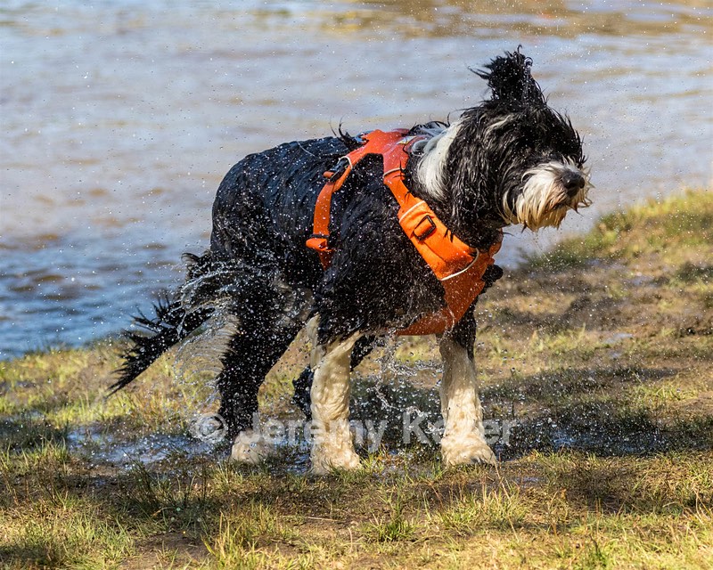 Piper Karen