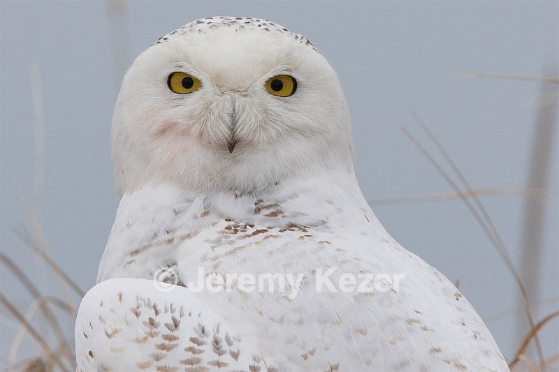 Snowy Owl, Salisbury, MA