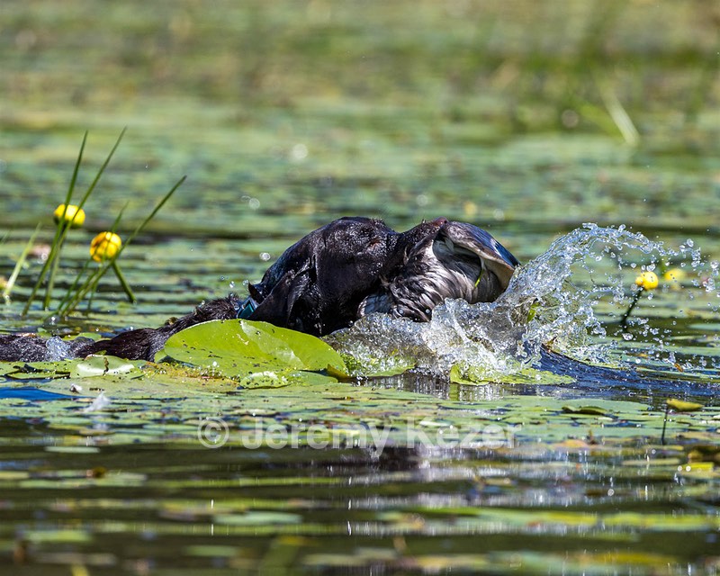 Otter Henry