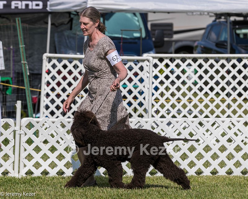 62 - GCH CH Chantico's Dark And Stormy BN RN (Kiera)