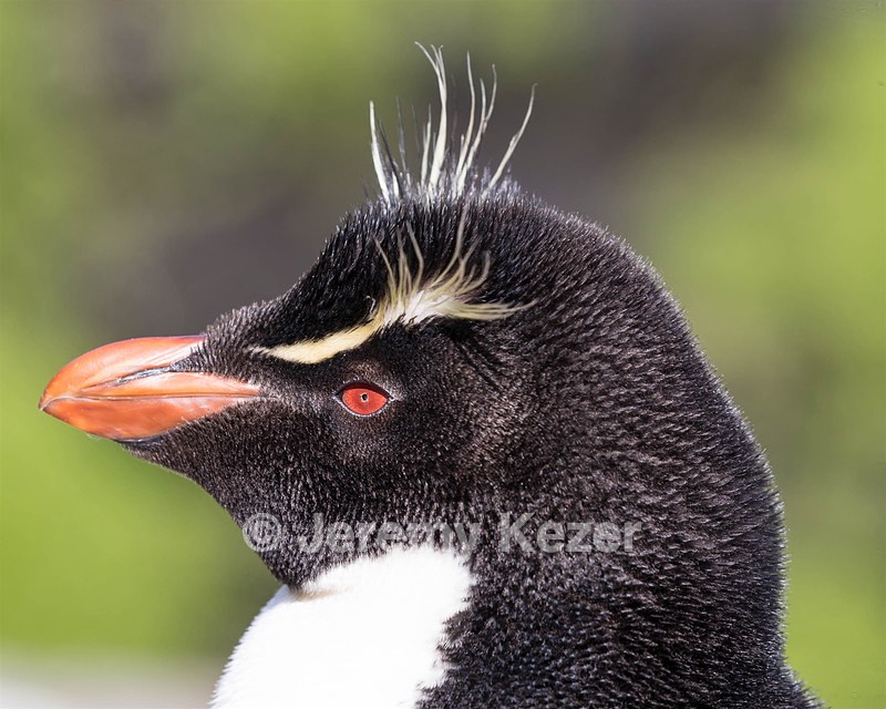 Rockhopper Penguin, Saunders Island, The Falklands