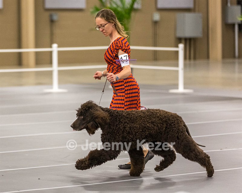 17 - Ballyhoo’s V Finnegan Mcneill BN FDC CA BCAT DS DJ CGCA TKN VHMA JH JHU WD