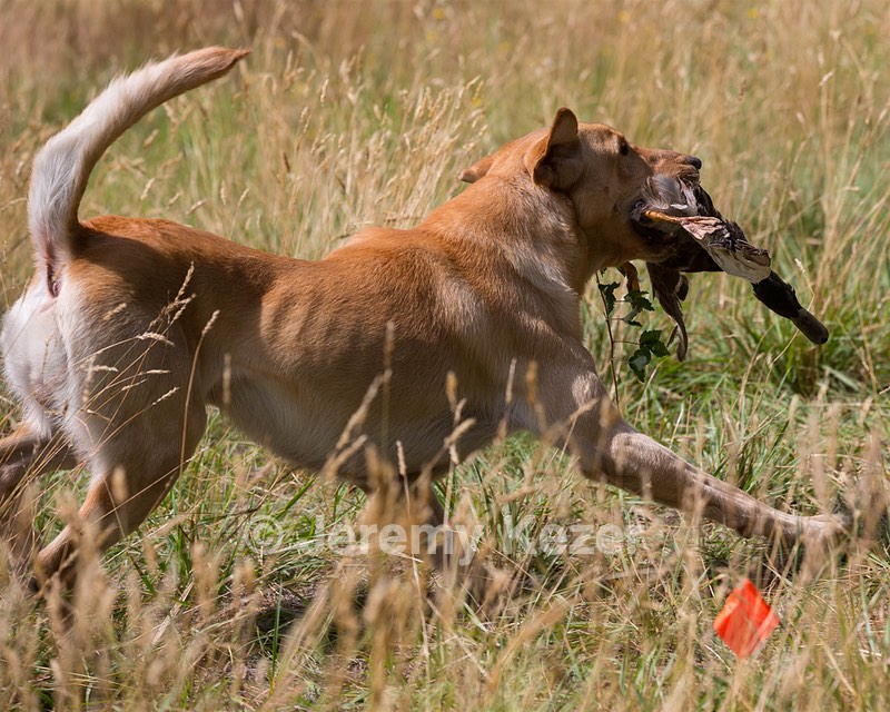 RUFF Millheim