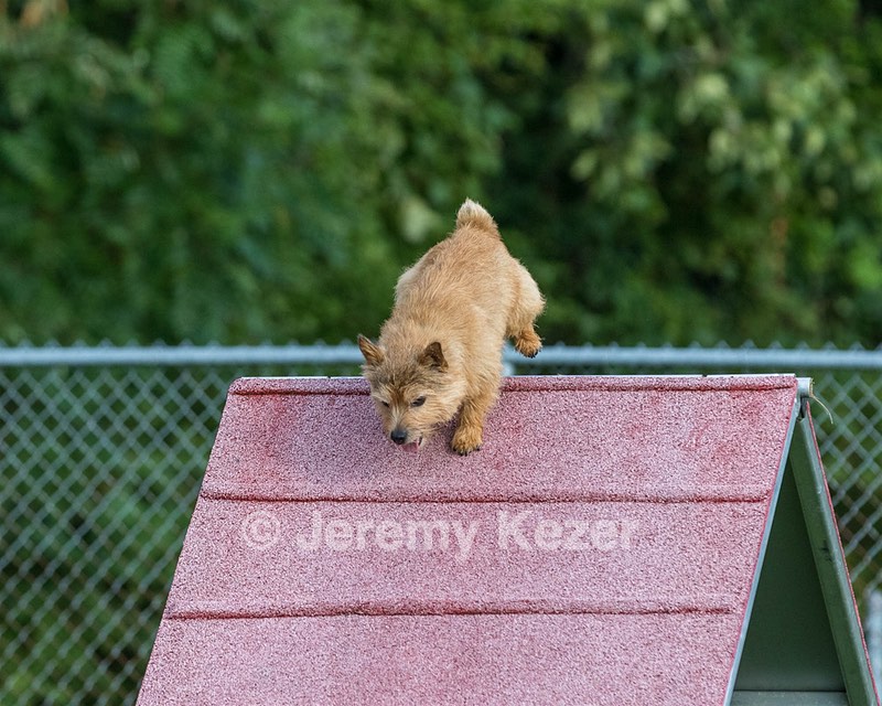 Fenway Miller