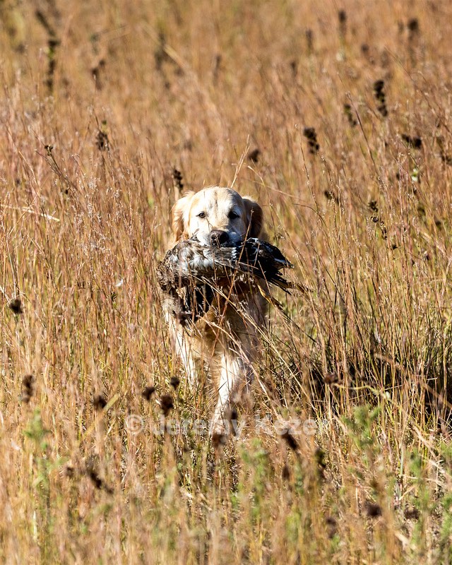Ghillie Deresienska