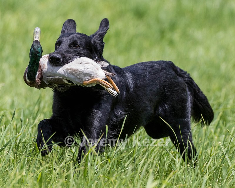 Hunter Law