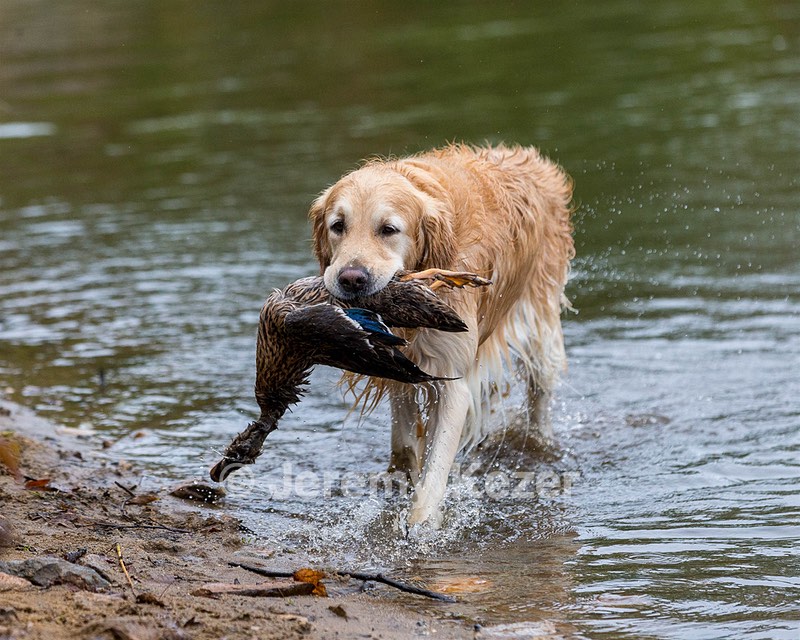 Ghillie